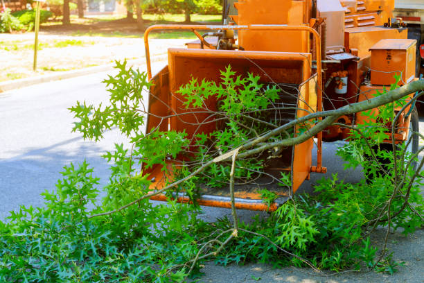 Best Grass Overseeding  in Wausau, WI