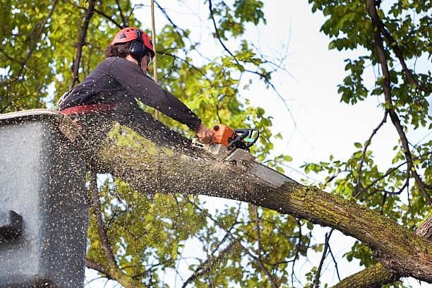 Best Firewood Processing and Delivery  in Wausau, WI