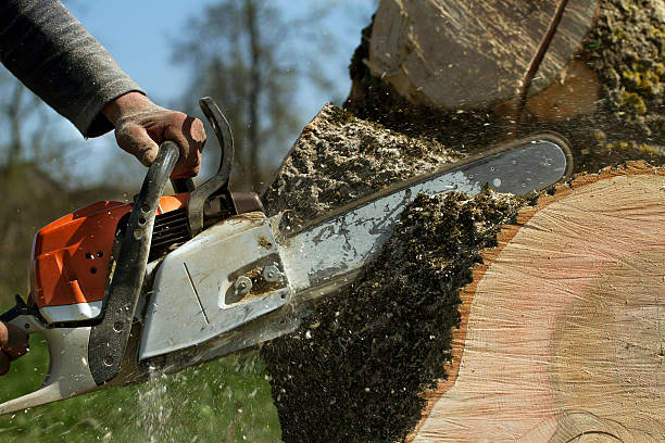 Professional Tree Services in Wausau, WI
