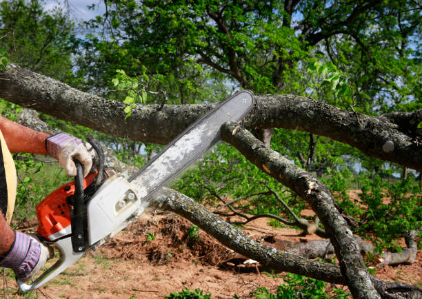 Best Arborist Consultation Services  in Wausau, WI